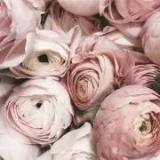 mimi / 即購入歓迎ですの画像