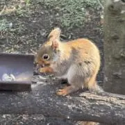 あやこの画像