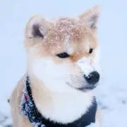 イヌ੯‧̀͡u\の画像