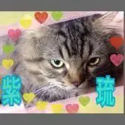 紫琉♪プロフ必読