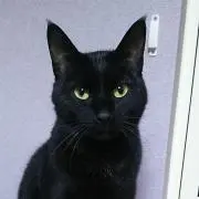 黒セリカの画像