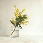 muu.の画像