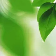 ミッシェルの画像