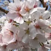 純