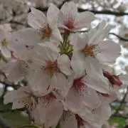 まい