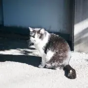 ht