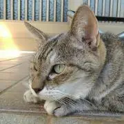 (•ᵕᴗᵕ•)即購入OK♪の画像