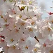 Saraの画像