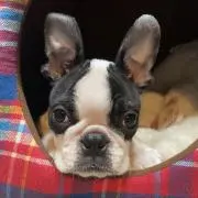 ucoco