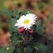 ENO CAMERAの画像
