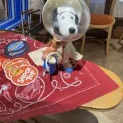 ダッチの画像