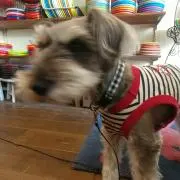 けんけんぱっちの画像