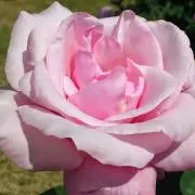 モモスキーの画像