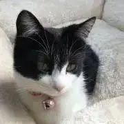 すずの画像