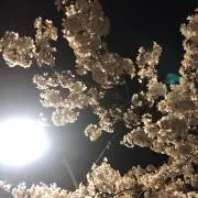 Popoの画像