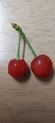 ここじゅんの画像