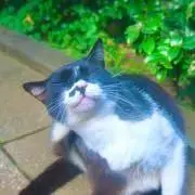 おかかの画像