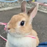 ひなた