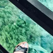 マルシアの画像