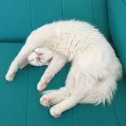 けれたろの画像