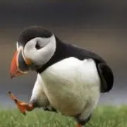 aibonの画像