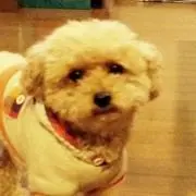 チャチャ♪の画像