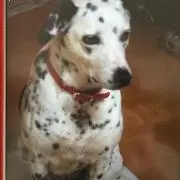プッチー