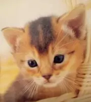 あずきの画像