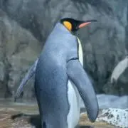 はやーーの画像