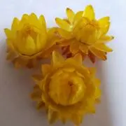 くうたん