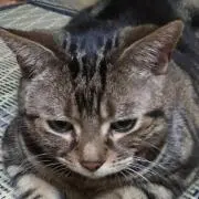 KINTARO