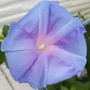 【即購入可】あさがおの画像