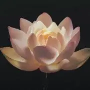 Hanaの画像