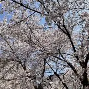 クウの画像