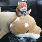 さぶちゅんの画像