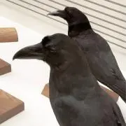 ももちの画像