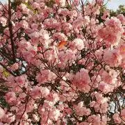 ななこ。の画像