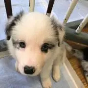 らいら