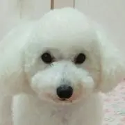 アンママ