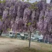 キョウジちゃんの画像