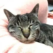 四代目の画像