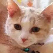 姫にゃん♥