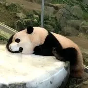 たいぢの画像