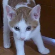クッキーの画像
