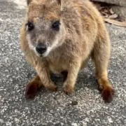 ちーの画像