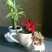 cotcotの画像