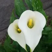 ミスズの画像