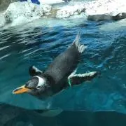 ユリサユナの画像