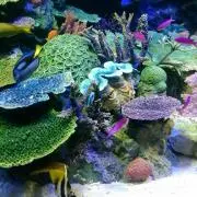 ころたまの画像