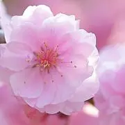 うめぼし